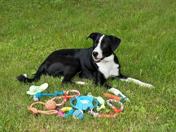 Sweetypet Wurfspiel Für Den Hund:30er-Set Bunte Hundespielzeuge Aus Baumwolle Zum Kauen Und Toben 6