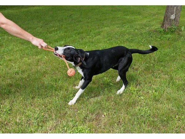 Sweetypet Wurfspiel Für Den Hund:30er-Set Bunte Hundespielzeuge Aus Baumwolle Zum Kauen Und Toben 7