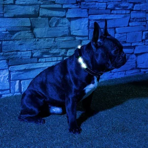 Infactory Hundehalsband:LED-Leuchtband, Kinetische Leucht-Funktion, Für Kleine Hunde & Katzen 13