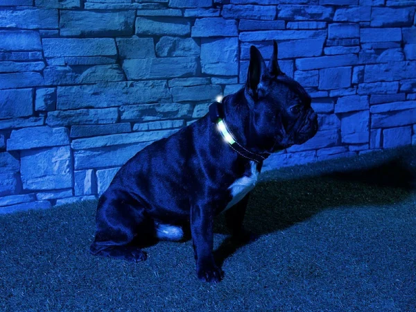 Infactory Hundehalsband:LED-Leuchtband, Kinetische Leucht-Funktion, Für Kleine Hunde & Katzen 5